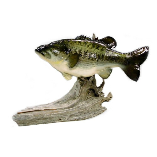 楽天市場】【アウトレット】歌うブラックバス 2曲入り センサー