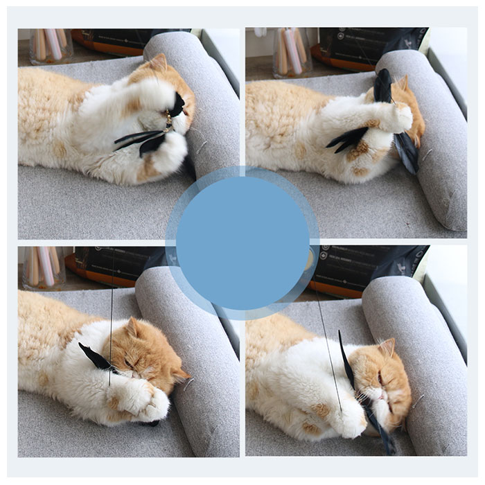 楽天市場 猫じゃらし 羽 通販 ペット用品 玩具 ねこじゃらし 猫用品 おもちゃ ストレス解消 ねこじゃらし オモチャ 伸びる ペットグッズ かわいい 楽しい ネコ キャット 犬 Backyard Family ママタウン