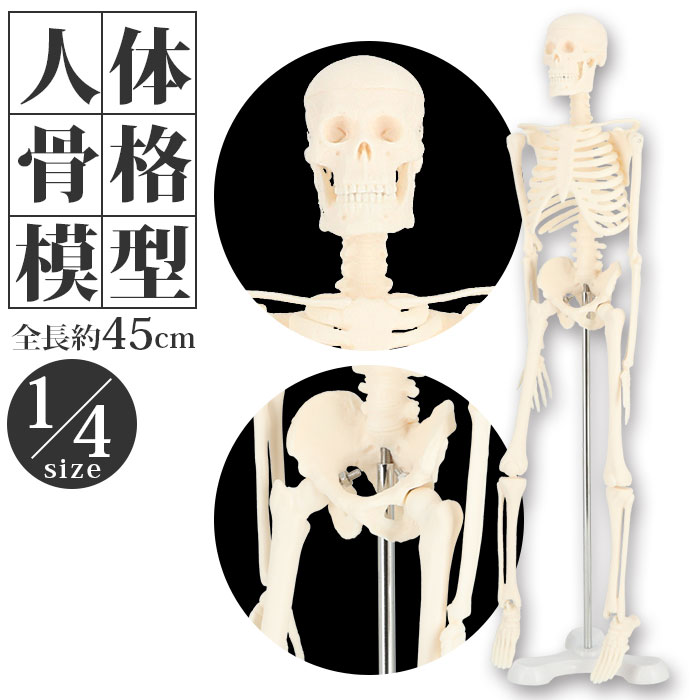 新品即決 170cm 人体模型 全身骨格模型 骨格模型 骨格標本 骸骨模型 人気商品再入荷