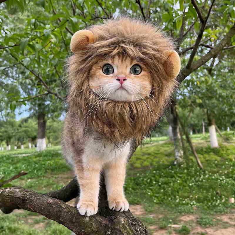 帽子　うさぎ　かわいい おもしろ ペットの ヘッド ギア 帽子猫 ライオン ドレス ウサギ 耳 クマ かわいい 女装 ペット 帽子