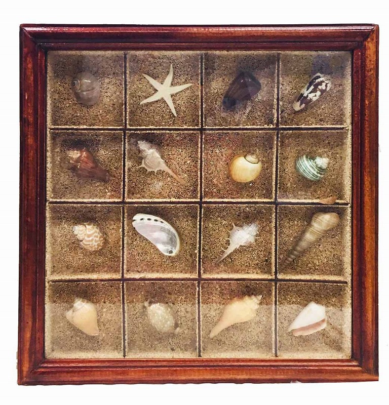 テングガイ　標本 海　貝殻 イタリア アート アンティーク 貝 オブジェ 雑貨 テングガイ 標本 海 貝殻 イタリア アート アンティーク 貝 オブジェ 雑貨