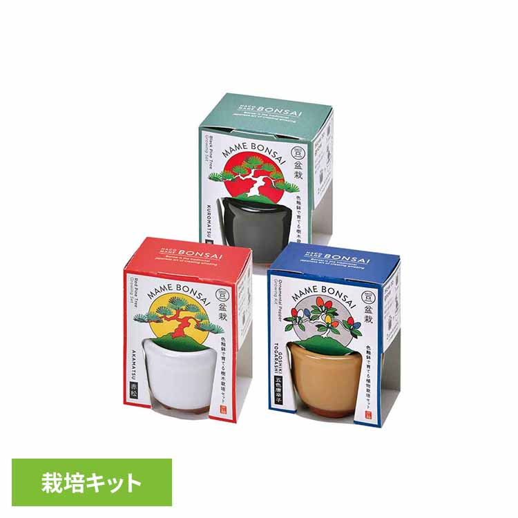 楽天市場】【3種セット】HACO MAME 盆栽栽培セット（黒松・赤松・五色