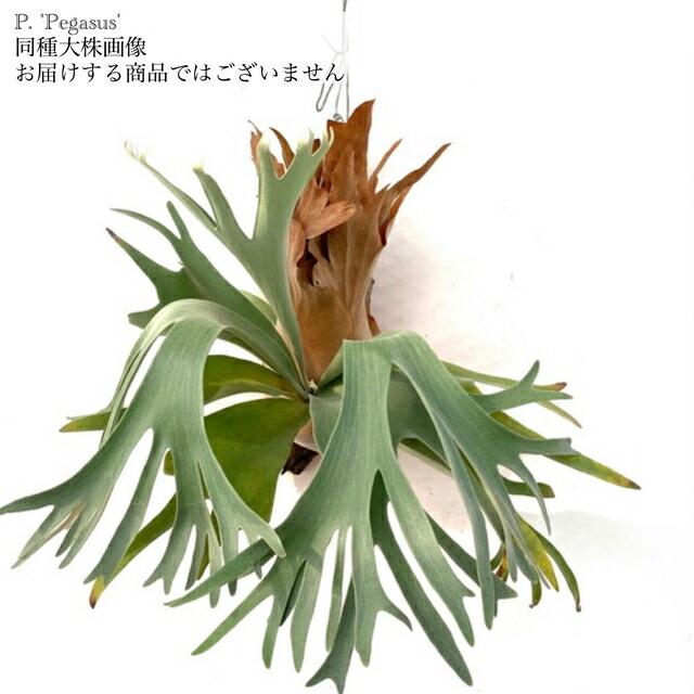 M*2様 ビカクシダ　エルサ OC子株 platycerium elsa エルサ8pupビカクシダコウモリラン