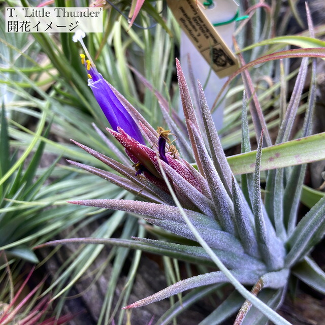 楽天市場】(現品) チランジア ブルボーサ 'タイニーダンサー