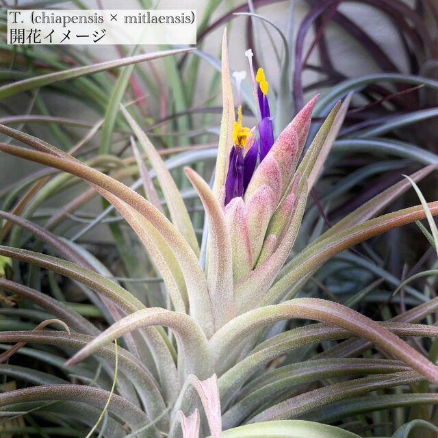 楽天市場】(現品) チランジア ストレプトフィラ ベリーズ (No.21965