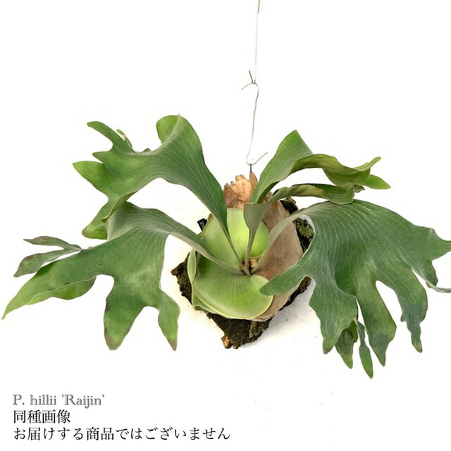 オマケ有　ビカクシダ8種セット　ジェイドガール 楽天市場】ビカクシダ ウィリンキー 'ジェイドガール' (spore