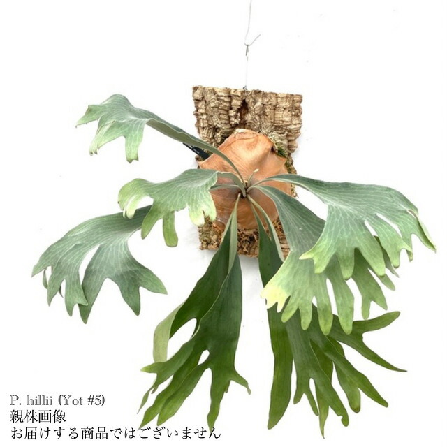 楽天市場】(現品) ビカクシダ ヒリー Yot #5 (pup) (No.40960