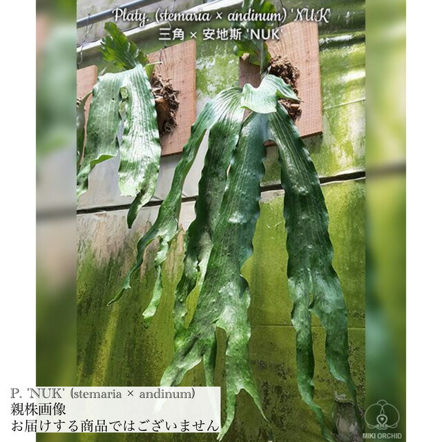 楽天市場】(現品) ビカクシダ 'NUK' (TC) (No.40910) (コウモリ