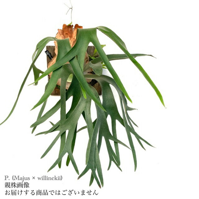 ビカクシダ板付 ウィリンキー ジェイドガール スポア 0003 ビカクシダ板付 ウィリンキー ジェイドガール スポア 0003 P