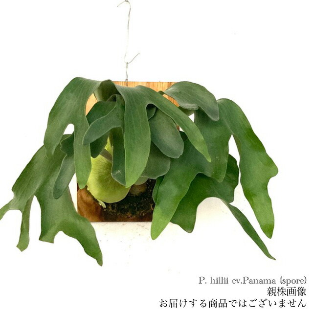 楽天市場】(現品) ビカクシダ ヒリー Yot #5 (pup) (No.40960