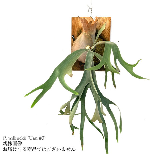 楽天市場】(現品) ビカクシダ ヒリー 'ドラゴン ナイト ヒューリー