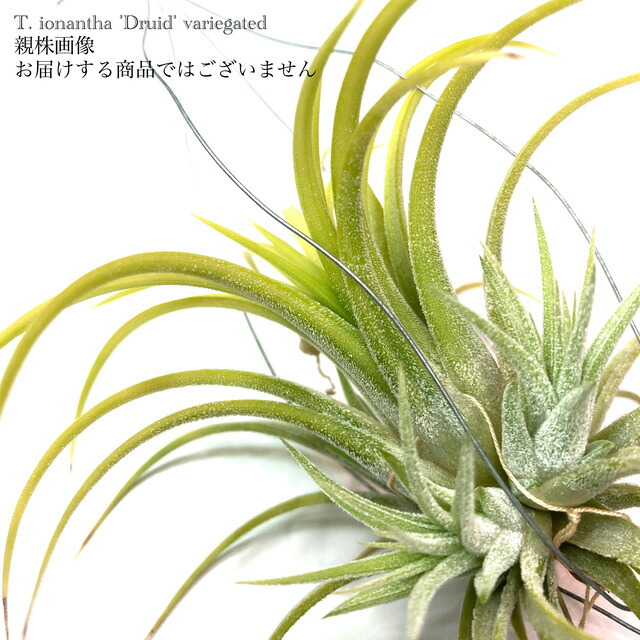 楽天市場】(現品) チランジア イオナンタ 'クレステッドフォーム 楽天市場】(現品) チランジア イオナンタ 'クレステッドフォーム