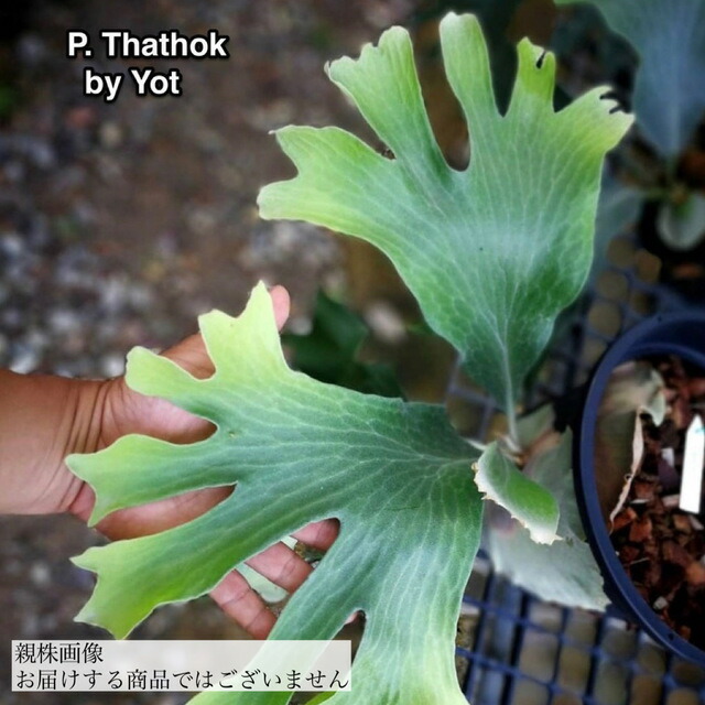 ビカクシダ ヒリーcv.ドラゴン night fury ナイトフーリー imgrc0137950264.jpg