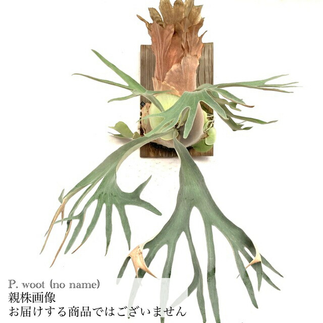 楽天市場】(現品) ビカクシダ 'ムルフォード' (pup) (No.40801