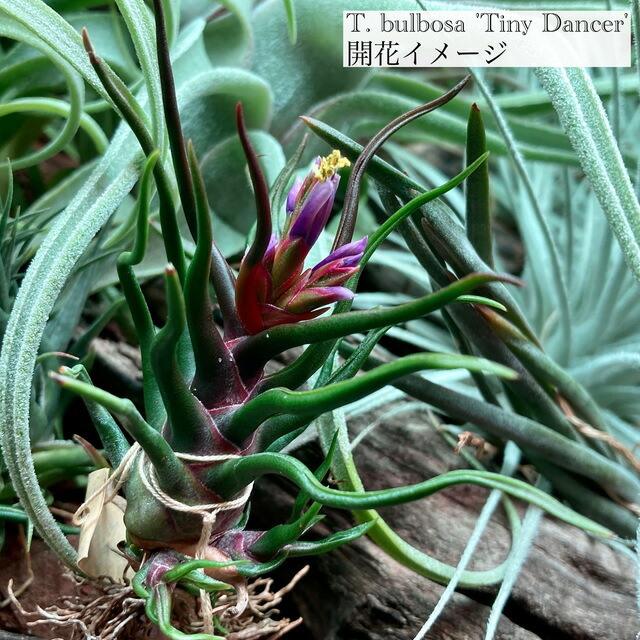 ブロメリア・エアープランツ T. bulbosa forma Alba 楽天市場】(現品) チランジア ブルボーサ アルバ (No.21769) (エアー