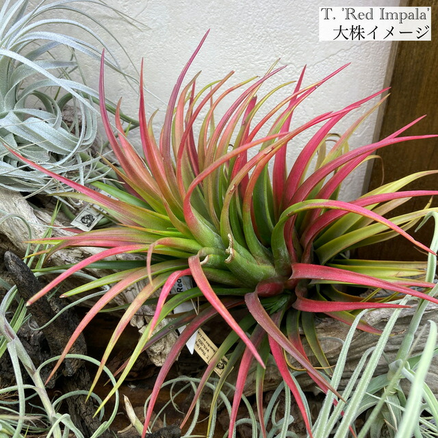 楽天市場】(現品) チランジア イオナンタ バンハイニンギー 斑入り (No