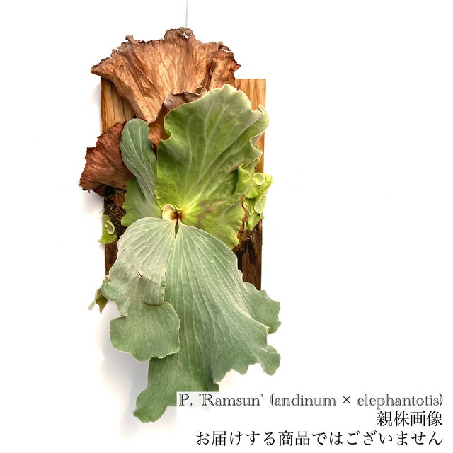 ヤスさん専用ビカクシダ ２点セット 楽天市場】(現品) ビカクシダ 'SS Foong' (TC) (No.40688