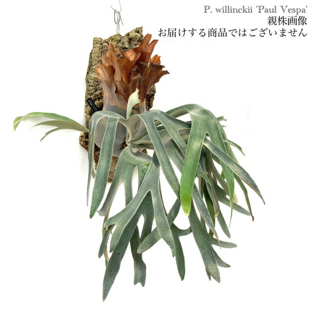 ビカクシダ 4株 バンナ ホワイトホーク ウィリンキーAプラス コウモリラン ❁ P.White Hawk (P.willinckii × P.diversifolium) ﾌﾟﾗﾃｨｹﾘｳﾑ