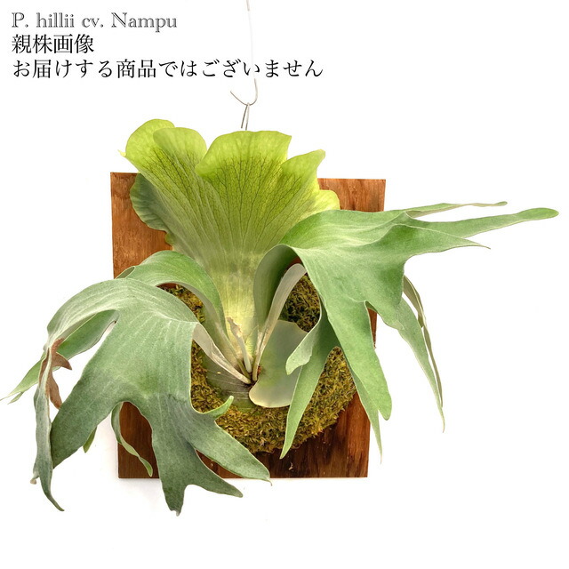 楽天市場】(現品) ビカクシダ ヒリー cv.キリン (pup) (No.40547