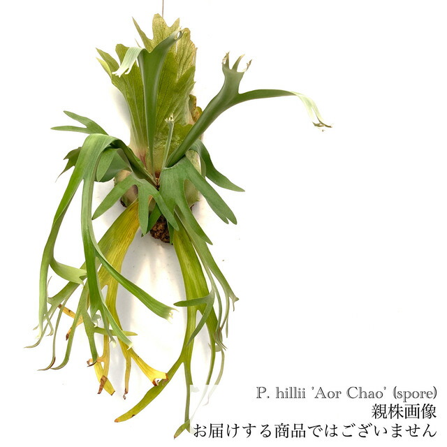 現品【ヒリー パナマ】　コウモリラン ビカクシダ　★板付　 BI0185 ビカクシダ ヒリー パナマ Platycerium hillii Panama