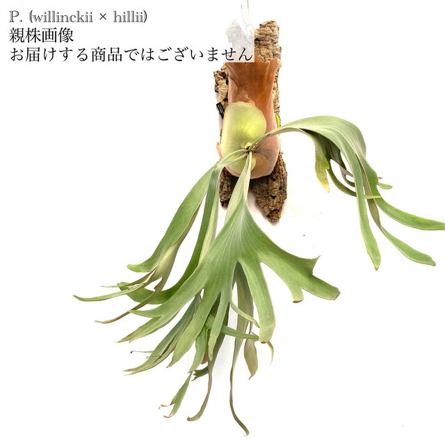 楽天市場】(現品) ビカクシダ ウィリンキー 'ポールベスパ' (pup) (No