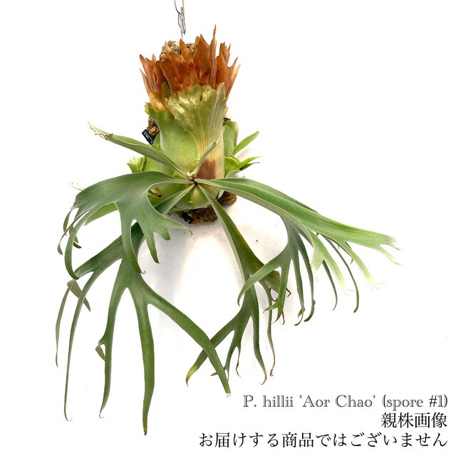 楽天市場】(現品) ビカクシダ ウィリンキー バリ (No.40929) (コウモリ