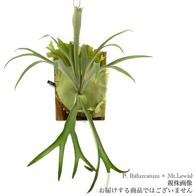 楽天市場】(現品) ビカクシダ 'ウルヴァリン' (TC) (No.40906