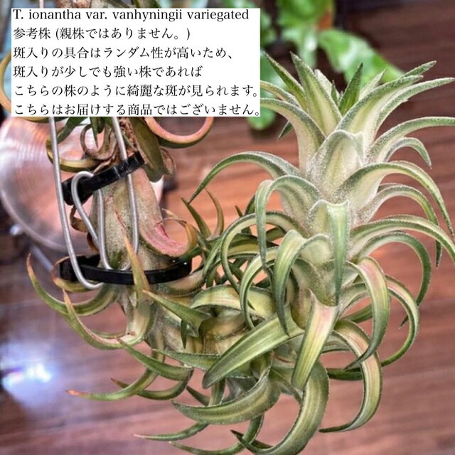 楽天市場】(現品) チランジア イオナンタ 'アルボマージナータ