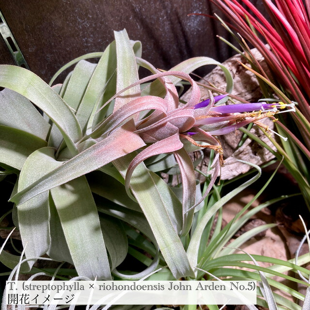 楽天市場】(現品) チランジア 交配種 (ストレプトフィラ