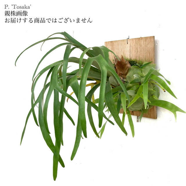 すー　大株　ビカクシダ ビーチー　ベイチー　レモイネイ ビカクシダ ベイチー レモイネイ | GREEN LUCK