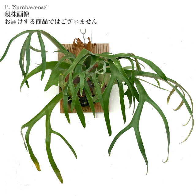 ビカクシダ、Aプラス　nano③ペドロ①Shishi出品 imgrc0122401646.jpg