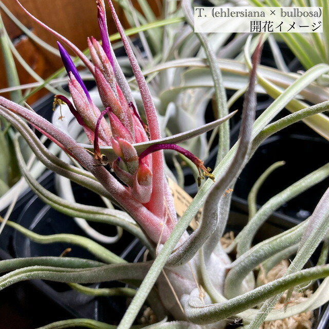 楽天市場】(現品) チランジア ブルボーサ アルバ (No.21769) (エアー