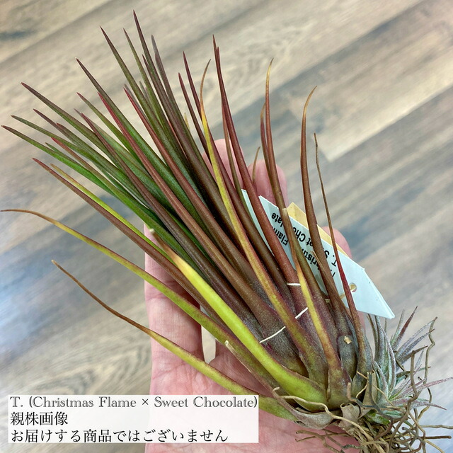 楽天市場】(現品) チランジア イオナンタ 'アプレタード' (RFI) (No