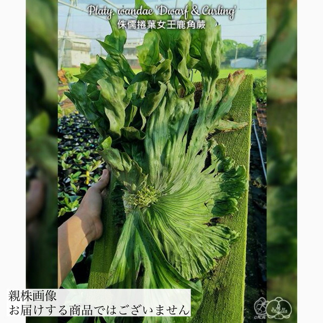 P. wandae【ビカクシダ　ワンダエ】 ビカクシダ ワンダエ Platycerium wandae コウモリラン