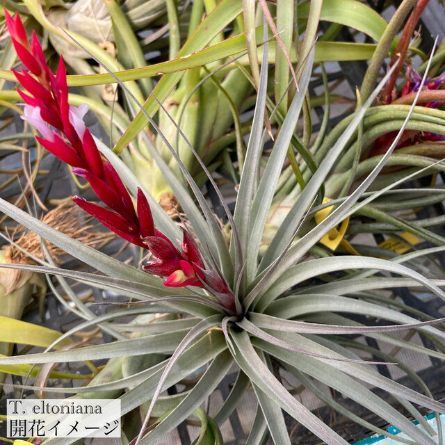 楽天市場】(現品) チランジア ブルボーサ アルバ (No.21769) (エアー