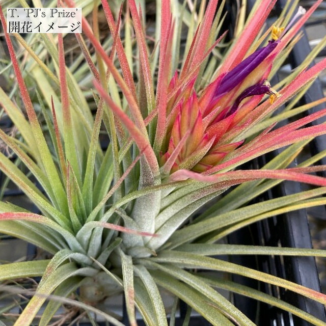 楽天市場】(現品) チランジア 'アイシーエルフ' (No.22179) (エアー