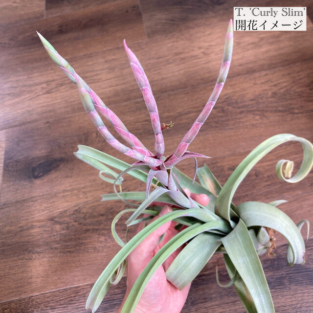 楽天市場】チランジア ドゥラティ SS size (エアープランツ