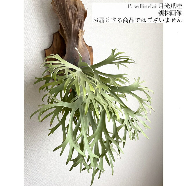 楽天市場】(現品) ビカクシダ (エレファントティス × ウィリンキー 