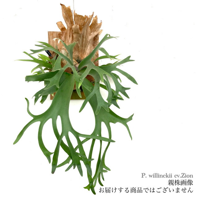 ビカクシダ OMG spore No.5