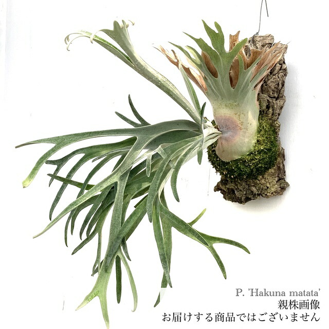 楽天市場】(現品) ビカクシダ 'ハクナマタタ' (TC) (No.41154