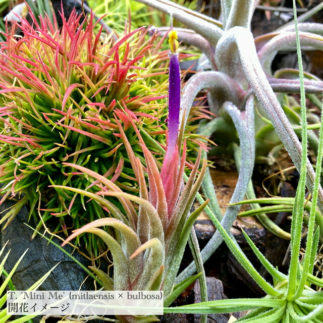 ティランジアペディセラタ　ブルボーサタイニーダンサーセット 楽天市場】(現品) チランジア ブルボーサ 'タイニーダンサー