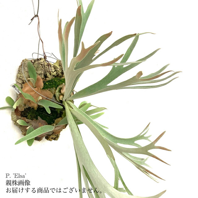 楽天市場】(現品) ビカクシダ 'キヨヒメ' (pup) (No.41104