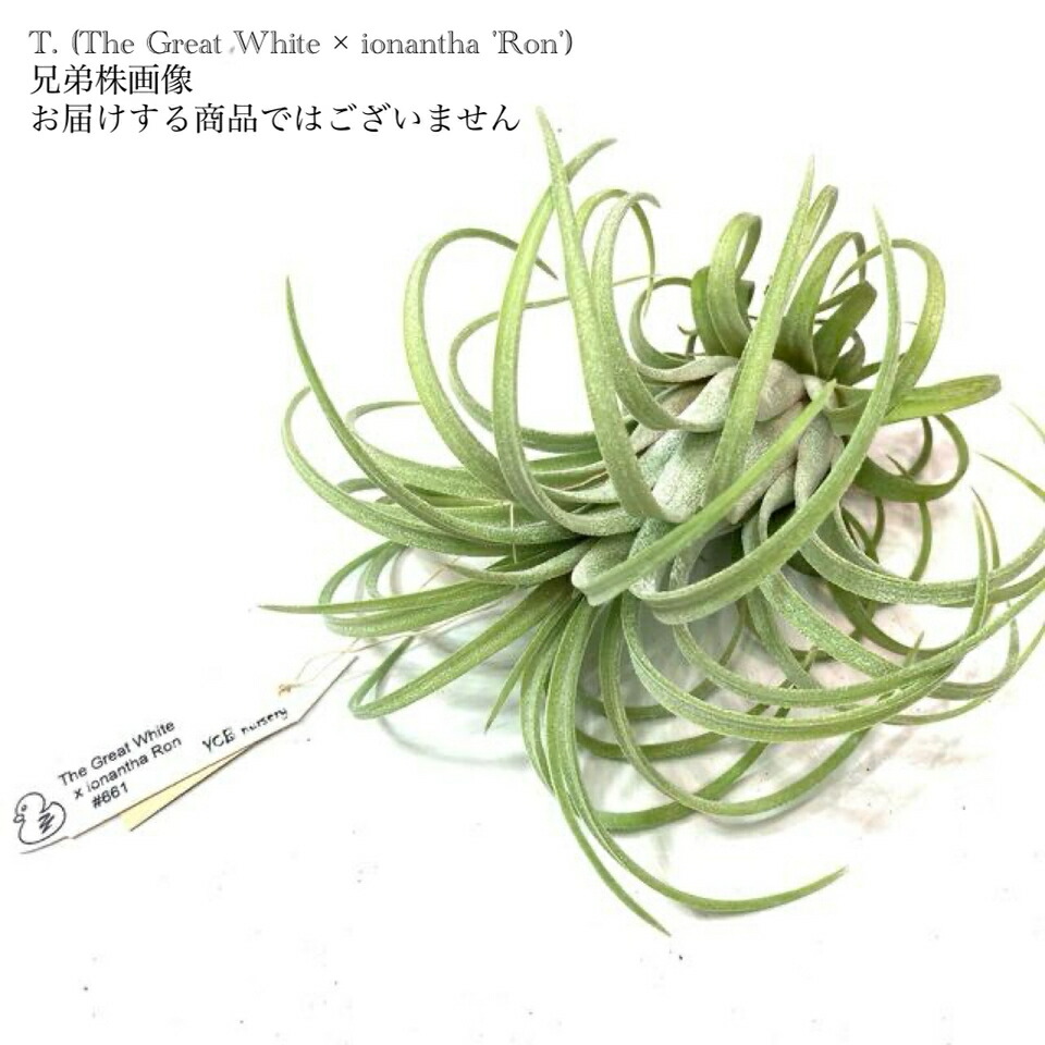 (現品) チランジア 掛け合わせ種(\u0027ザ グレイトホワイト\u0027 × イオナンタ \u0027ロン\u0027) (No.21835)   (エアープランツ ティランジア 観葉草木 今めかしい 飾りつけ 室内装飾 ミニ 小型 大型 吊り下げ 室内 hybrid \u0027The Great White\u0027 × ionantha \u0027Ron\u0027 ycbnursery)