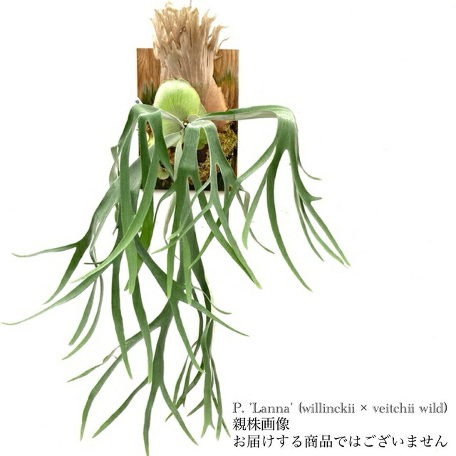 楽天市場】(現品) ビカクシダ ウィリンキー 'ポールベスパ' (pup