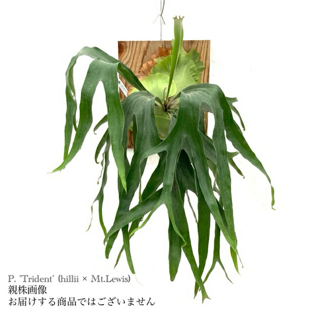 ビカクシダ　リドレイ　ワイルド　Platycerium ridleyi⑰ 楽天市場】ビカクシダ リドレイ 'ワイドフォーム' (TC) 3寸
