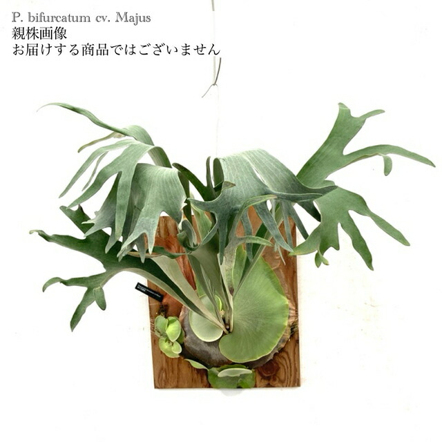 ヒリー✖️ビフルカツム　交配種 ビカクシダ 交配種 ヒリー パナマ x ビフルカツム 大株 コウモリラン