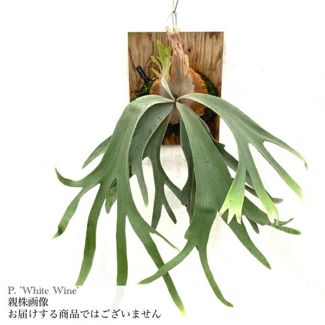 楽天市場】(現品) ビカクシダ 'E-1' (TC) (No.41087) (コウモリラン