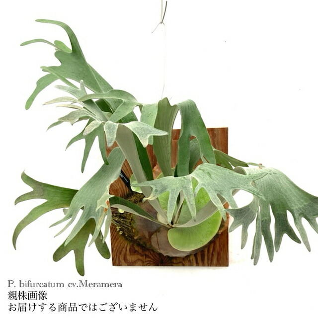 楽天市場】(現品) ビカクシダ マウントルイス 'ワイドフォーム