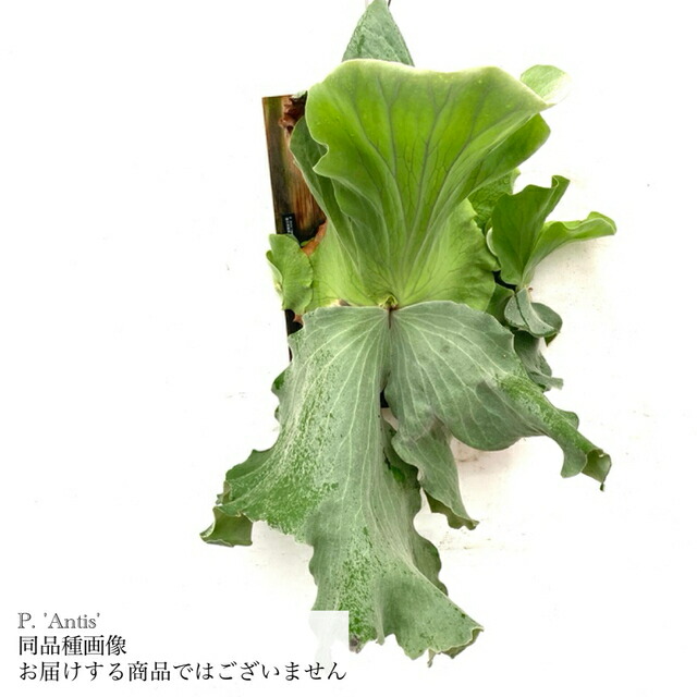 楽天市場】(現品) ビカクシダ ワンダエ 'ドワーフ' (TC) (No