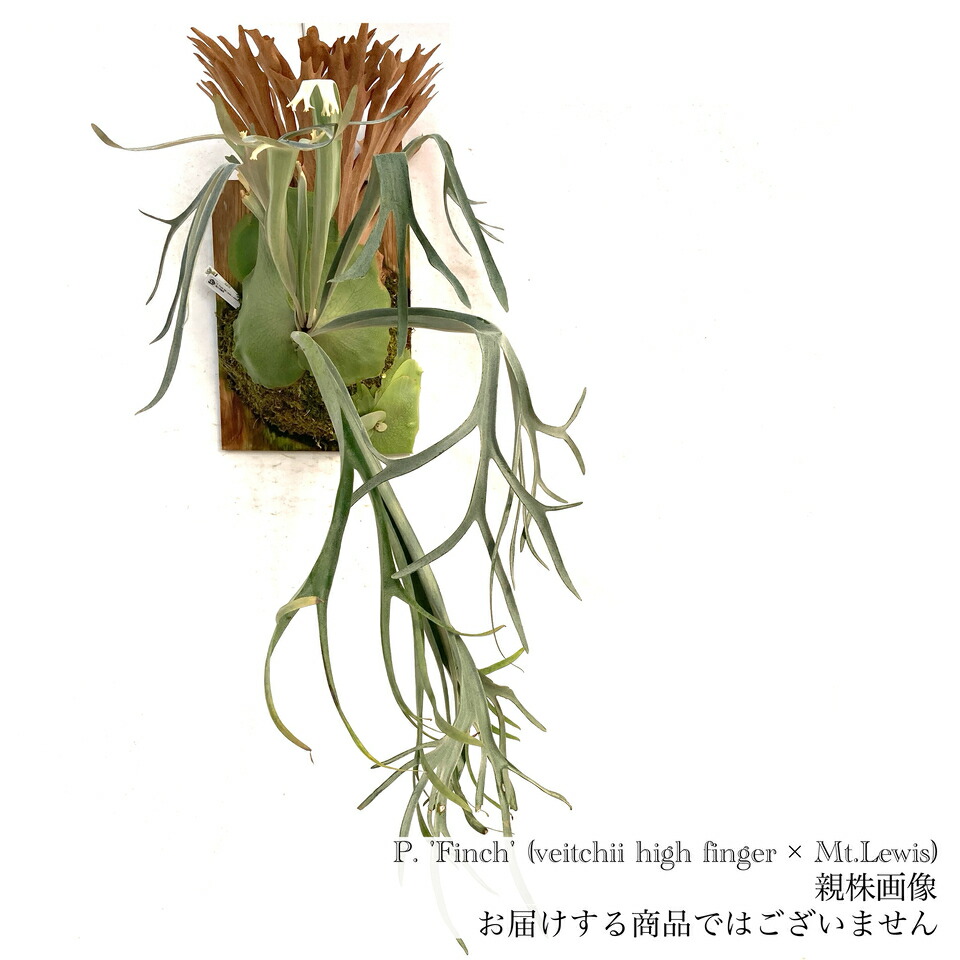 ビカクシダ　モンキーノース　板付 imgrc0112016355.jpg